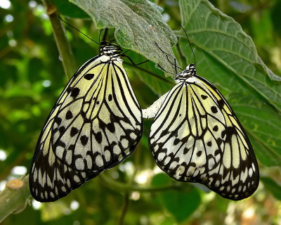 Mating Rice Paper Butterflys