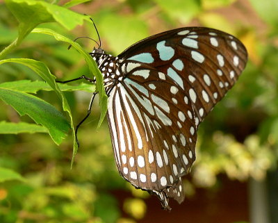 Blue Tiger Butterfly