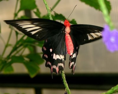 Semperi Butterfly aka Super Rose Swallowtail
