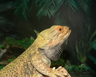 Bearded Dragon