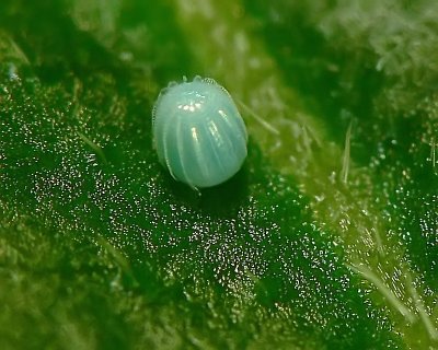 Painted Lady Butterfly Egg