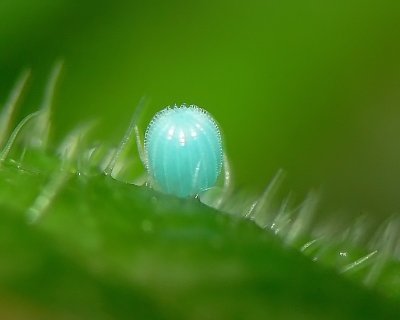 Painted Lady Butterfly Egg