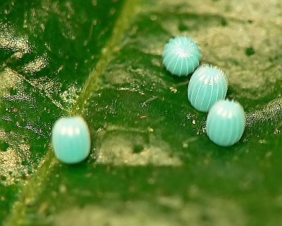 Painted Lady Butterfly Eggs