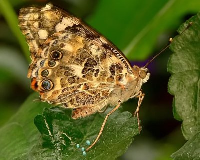 Painted Lady (under)