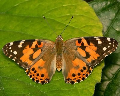 Painted Lady (top)