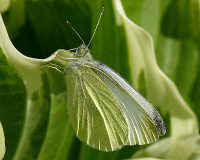 Cabbage White