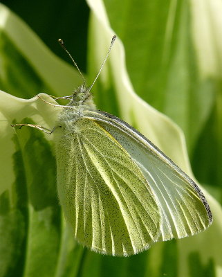 Cabbage White