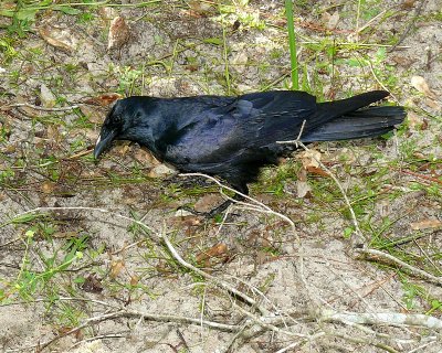 Great Eggs Heist - 6 Mile Cypress Slough