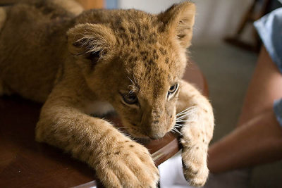 3 mos old lioness cub