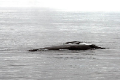 Female Right Whale and Male