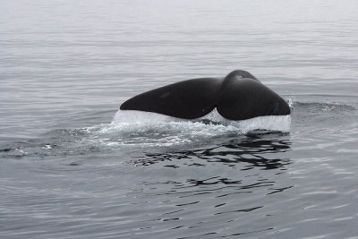Right Whale tail