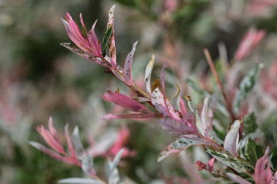 japanese willow