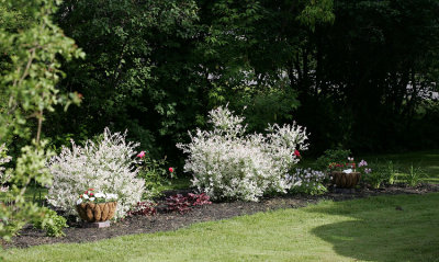 side gardens with japanese willows