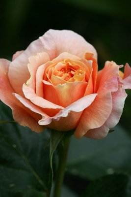species rose, topaz