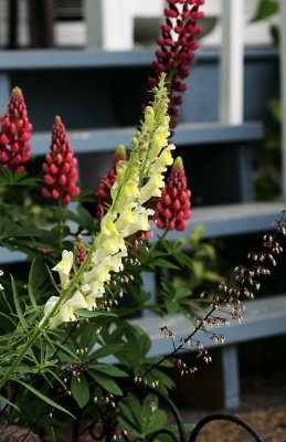 perennial snapdragon, red lupine