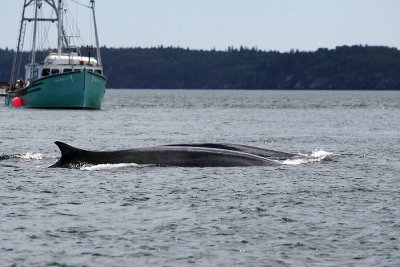 first trip out thru Little Letete to see whales