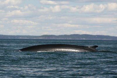 first trip out thru Little Letete to see whales