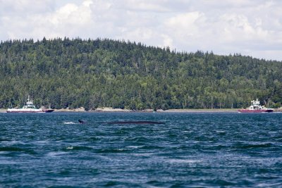 first trip out thru Little Letete to see whales