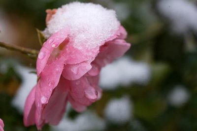 October 31...still blooming in the snow!!!