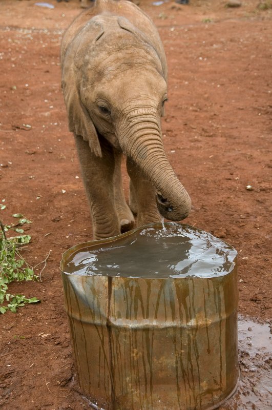 Thirsty orphan baby elephant