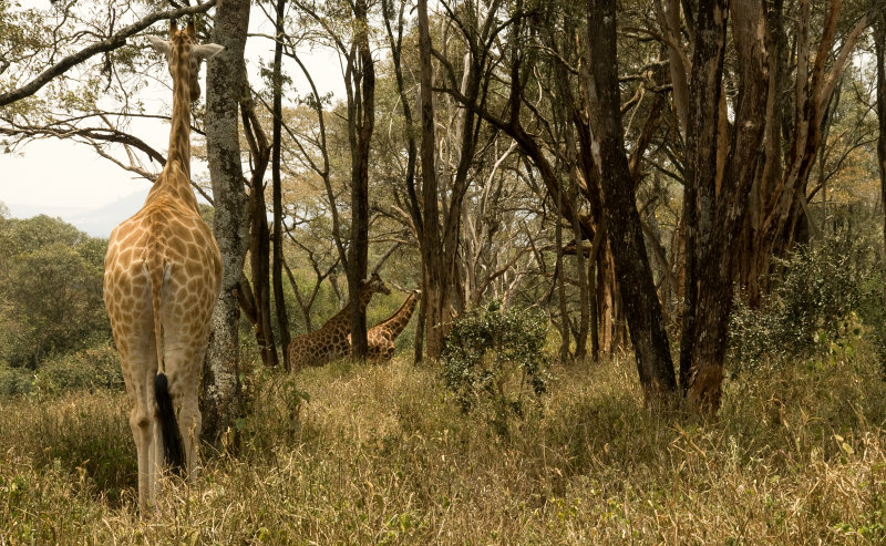 Rothschild giraffes