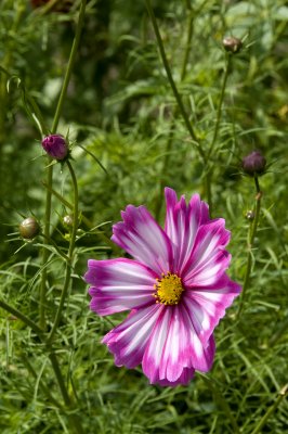 Pink fringed