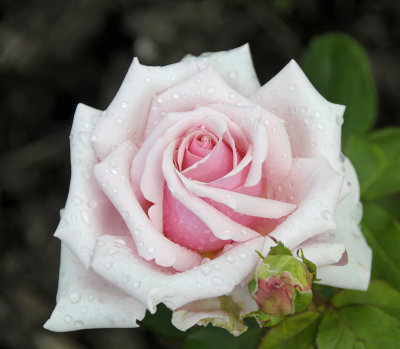 Pink Rose