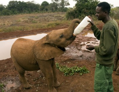Hungry orphan elephant