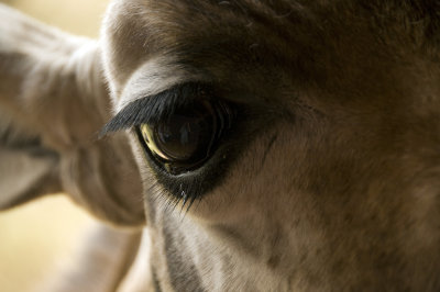 In the eye of a giraffe