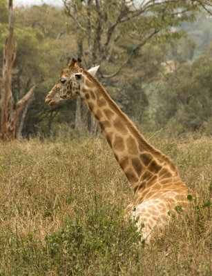 Rothschild Giraffe resting