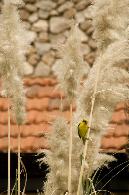 Baglafecht Weaver Bird