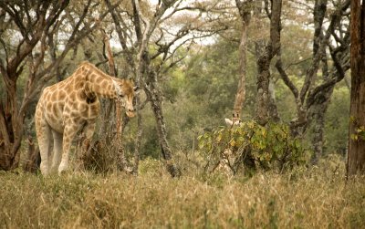 Curious Rothschild Giraffe