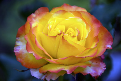 Yellow rose