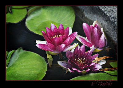 water lilies