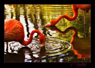Flamingo - oil