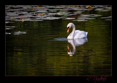 swan 1