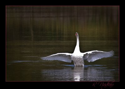 swan 2