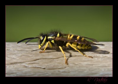 wasp