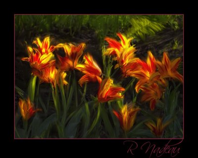 Fiery Tulips
