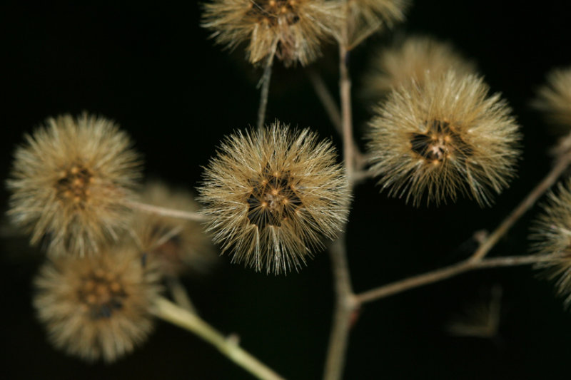 Seeds