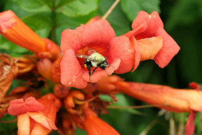Bee Pollinating a Trumpet Flower