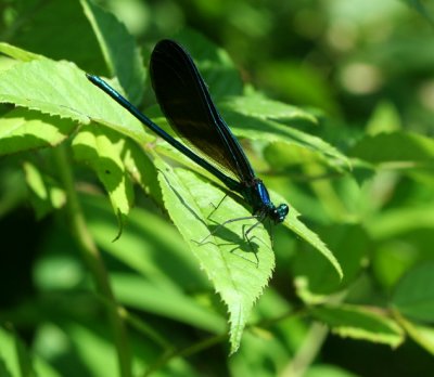 Ebony Jewelwing