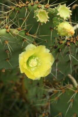 Blooming Cactus