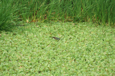 Green Heron Walking on Vegetation