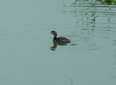 Pie-billed Grebe