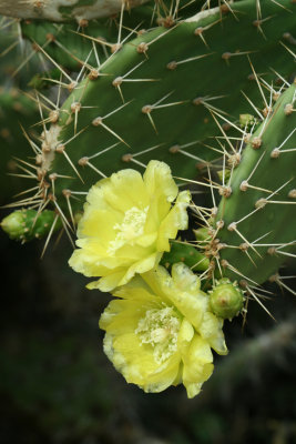 Cactus Bloom