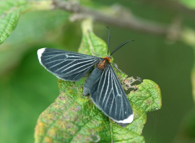 Native Moth Species