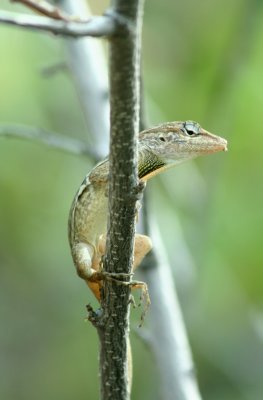 Brown Lizard