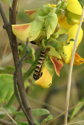 Caterpillar