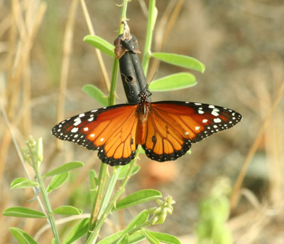 Native Butterfly Species